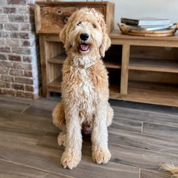 Millie - Goldendoodle