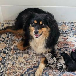 Atlas - Miniature Australian Shepherd