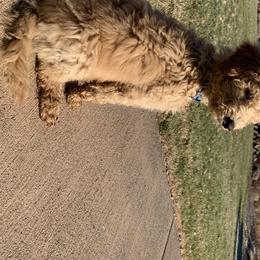 Goldendoodle Puppies from High Desert Goldendoodles