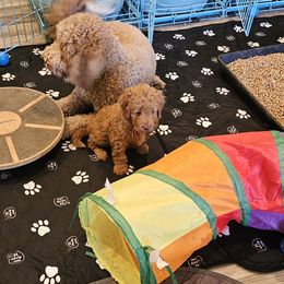 Aussiedoodle and Double Doodle Puppies from Parrish Precious Ones Texas