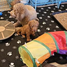 Aussiedoodle and Double Doodle Puppies from Parrish Precious Ones Texas
