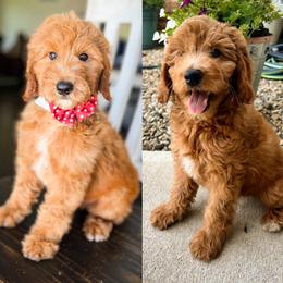 Dachshund, Goldendoodle, and Sheepadoodle Puppies from Doodles & Doxies
