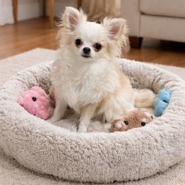 Andy - Cream and white male Chihuahua puppy in Morrisville, North Carolina from Mozzafiato Chihuahuas