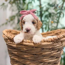 Cherry Bomb - Parti female Goldendoodle puppy in Sulphur, Louisiana from Curly Q’s Of Carlyss