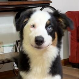 Minnie - Black tri-color female Australian Shepherd puppy in Lynnville, Indiana from Moonlightaussies