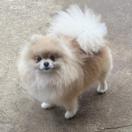 Itsy - Cream female Pomeranian puppy in Coleman, Oklahoma from Pretty Poms
