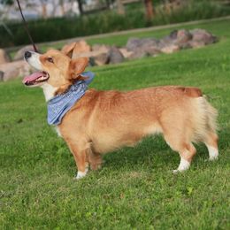 Harley - Pembroke Welsh Corgi