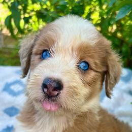 Red and white merle 2 - Red merle female Aussiedoodle puppy in Punta Gorda, Florida from Blitzenhaus Working Dogs-Home of the Working Czech Shepherd and Rottweiler and Splash of Color Aussiedoodles