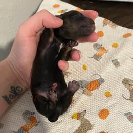 Bertha - Brindle female Dachshund puppy in Sparks, Nevada from Hursh’s Hounds
