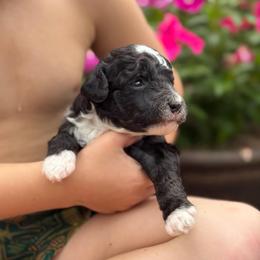 Eric - Black and white male Sheepadoodle puppy in Wharton, Texas from Little Fur Friends