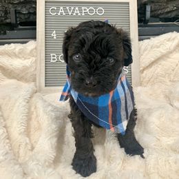 Cavapoo, Cockapoo, Goldendoodle, and Maltipoo Puppies from Perdue Puppies