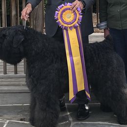 Bouvier des Flandres from G & W Bouviers