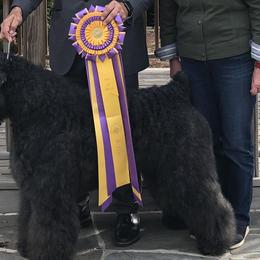 Bouvier des Flandres from G & W Bouviers