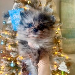 Dasher - Blue merle female Pomeranian puppy in Stroud, Oklahoma from Laik’s Little Shihtz & Poms