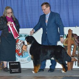 Bernese Mountain Dog All Grown Up from Four-T's