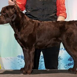Star - Labrador Retriever
