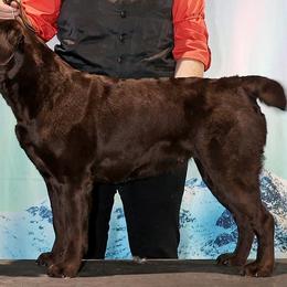 Star - Labrador Retriever