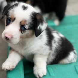 Bliss - Blue merle and white female American Corgi puppy in Nortonville, Kansas from Low Riders Corgis & Mini Aussies