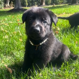 Gold - Black female German Shepherd puppy in Morganville, New Jersey from Piotr's German Shepherd Dogs