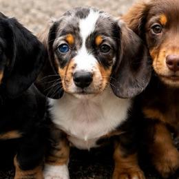 Male 1 - Piebald male Dachshund puppy in Sauk Village, Illinois from Midwest Timberland Pups