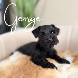 George AKC - Black male Miniature Schnauzer puppy in Victorville, California from West Coast Royal Miniature Schnauzer