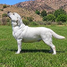 Labrador Retriever puppies from Labs To Love