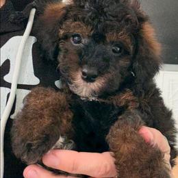 Lucas - Phantom male Poodle puppy in Saint Cloud, Florida from Rising Star Kennels