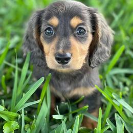 Dachshund Puppies from Meldox
