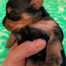 Lily - Black and gold female Yorkshire Terrier puppy in East Alton, Illinois from Yorkies of the Shire