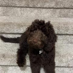Labradoodle Puppies from Raising Doodles