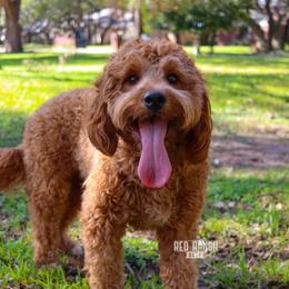 Whitley - Goldendoodle
