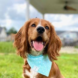 English Cocker Spaniels from South Hampton Spaniels