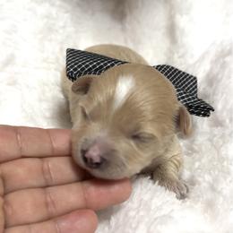 Enzo - Apricot male Maltipoo puppy in Spring, Texas from GlamPaw Maltipoos