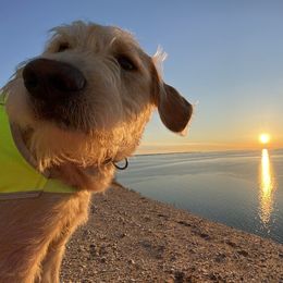 Bearded Retrievers and Labradoodles from Old Mission Retrievers