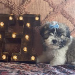 Havanese from Holcombs Puppy Ranch