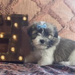 Havanese from Holcombs Puppy Ranch