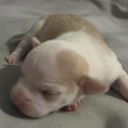 Boy 1 - Fawn and white male Chihuahua puppy in Lees Summit, Missouri from Divine K9s LLC