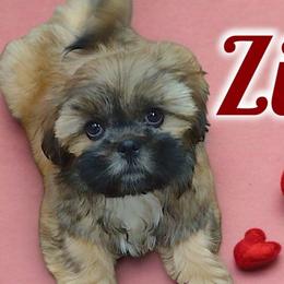 Ziggy - Gold and white male Shih Tzu puppy in Peoria, Arizona from Loyal Shih Tzu