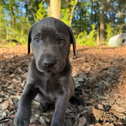CHARCOAL MALE (dark blue) - Black male Labrador Retriever puppy in Summit, South Carolina from Southern Pine Labradors