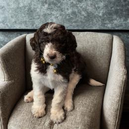 Destiny -yellow collar - Brown and white female Bernedoodle puppy in Aurora, Colorado from Simply Amazing Doodles