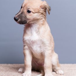 Silken Windhound Puppies from Allagante Silkens