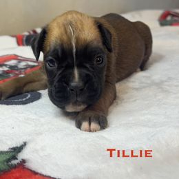 Tillie - Fawn female Boxer puppy in Cicero, New York from MK Boxer Haven of CNY