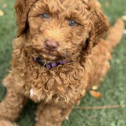 Double Doodle and Goldendoodle Puppies from Red White and Doodle