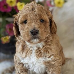 Daisy - Apricot female Australian Labradoodle puppy in Washington, North Carolina from Pamlico Labradoodles