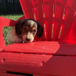 Owl - Piebald male Dachshund puppy in Vancouver, Washington from Cascade Minis