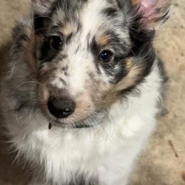 Honey - White blue merle and tan female Shetland Sheepdog puppy in Woodstock, Connecticut from Greener Fields Shelties