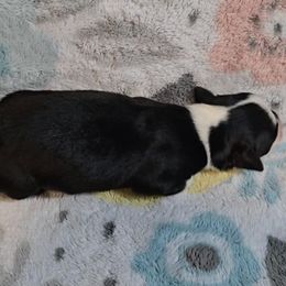 Australian Shepherd Puppies from Nicole Brinton