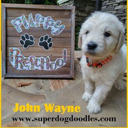 Goldendoodle Puppies from SUPERDog Doodles