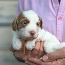 ( Orange Collar) Cloud - Parti male Goldendoodle puppy in Granite Falls Nc, North Carolina from Carolina Goldendoodles