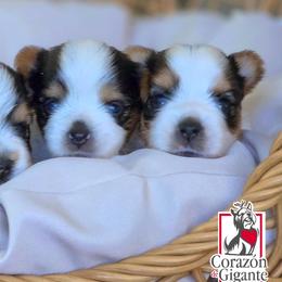 Gwen Stacy - Black tan and white female Biewer Terrier puppy in California from Corazon de gigante